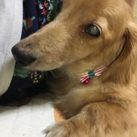 きなこ