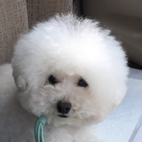 わさび
