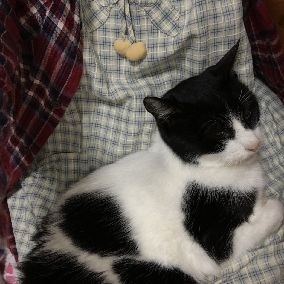 ふくのカバー写真