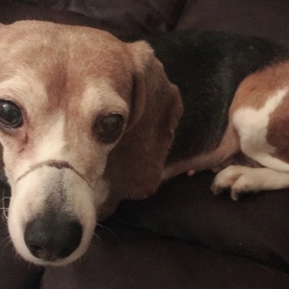 【非確定】人懐っこいビーグル♀