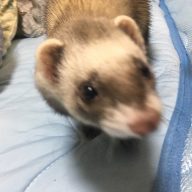 ほーさん。のカバー写真
