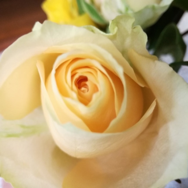 猫一目のカバー写真