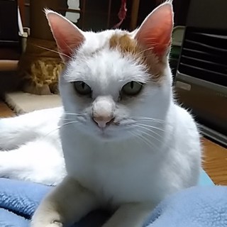 可愛いおじいちゃん猫の里親募集してます