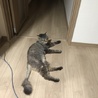 キジちび
