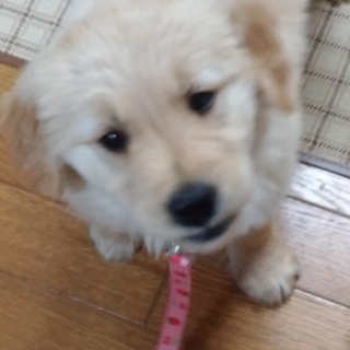 ゴールデンレトリーバー　仔犬　女の子