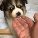 交渉中