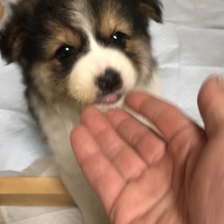 交渉中