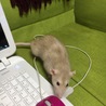 散歩中