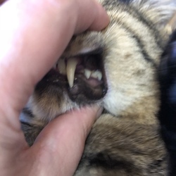 「夜鳴き対策…そして」サムネイル2