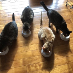 「夜鳴き対策…そして」サムネイル3