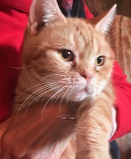 アメリカンショートヘアの 福岡県 猫の里親募集 ペットのおうち 月間利用者150万人 アメリカンショートヘアの 福岡県 猫の里親募集 ペットのおうち 月間利用者150万人