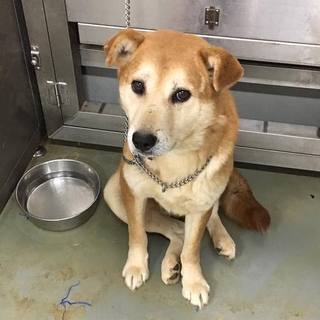 まるで飼い犬の様なしのぶ太くん！→トライアル中！