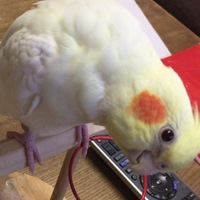 ポーちゃん
