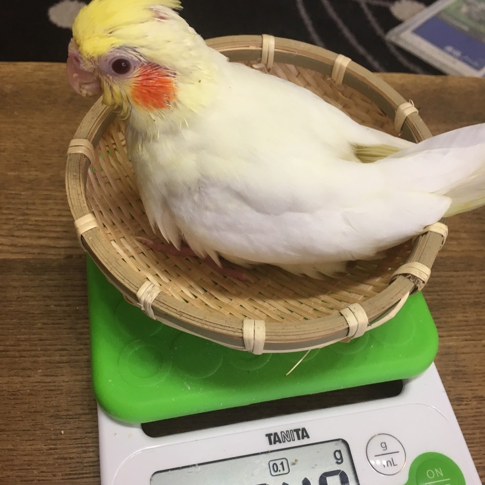ポーちゃんのカバー写真