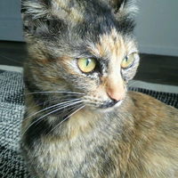 トウコ（トト）