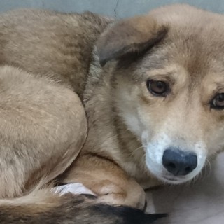 ちょっと怖がりで控えめな性格の桜子ちゃん