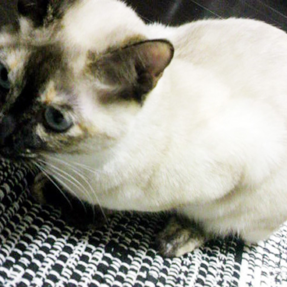 ジジ（ハイジ）のカバー写真