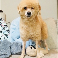 ハニー