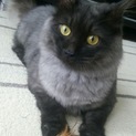 人なつこい猫ちゃん