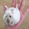 急募！人懐こいジャンガリアンハムスター里親募集