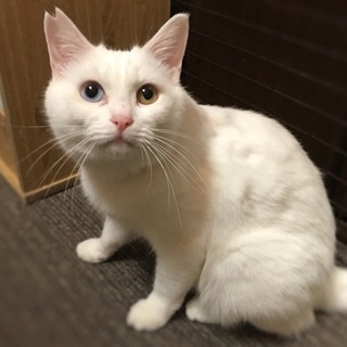 オッドアイのみーちゃん