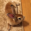 うさぎ(レッキス)の里親募集