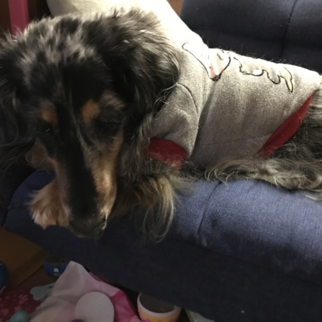 こしゅそのカバー写真