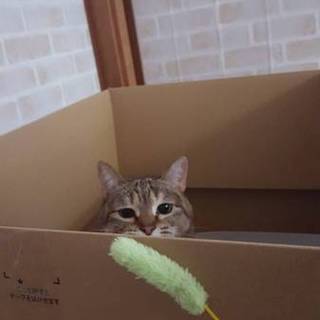 おっとり優しい女の子です