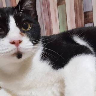 わんちゃんの様な仕草☆ハチワレ男の子☆