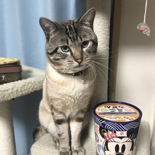 体重5.0kg 元気で大きいオス猫ふて！