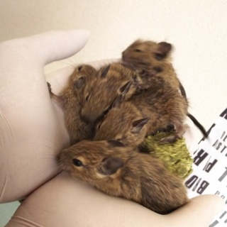 ベビデグー6匹里親様募集