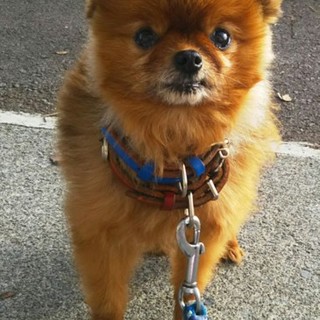 ポメラニアンのポっちゃん。