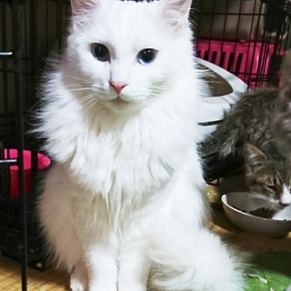 ゴージャスな白の長毛の女の子