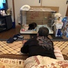 お父さんと仲良し♩ サークルの外に出れるようになるまで、もう少しかな？