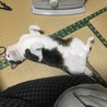 の写真
