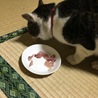 父が釣って来たサバの刺身を食べる天二朗。共食い？