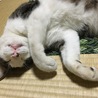 気付くと、ちょっとだけ舌が出ている事がある