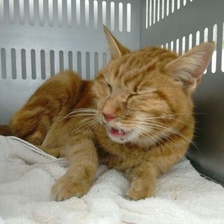 アメショー柄模様の迷子のネコちゃんです。