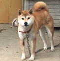柴犬（オス）