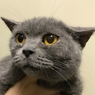 おっとりブリティッシュ