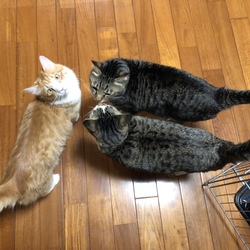 「彼が鳴く理由」サムネイル1