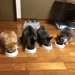 「彼が鳴く理由」サムネイル2