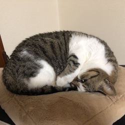 「彼が鳴く理由」サムネイル3