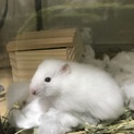 ゴールデンハムスター