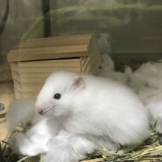 ゴールデンハムスター