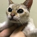 (一時停止).甘えん坊なシンガプーラ