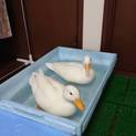 アヒル　オスとメスで！！