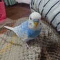 セキセイインコの里親決まりました