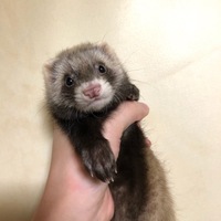 のあ