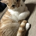 茶トラの猫ちゃんの里親さん募集です！
